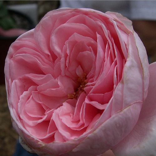 Vendita, rose rose climber - rosa - Rosa Deléri - rosa intensamente profumata - Georges Delbard - Bella arrampicatrice, perfetta per luoghi con estati calde e secche.